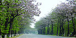 林间公路
