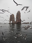 万鸟岛（非高清）