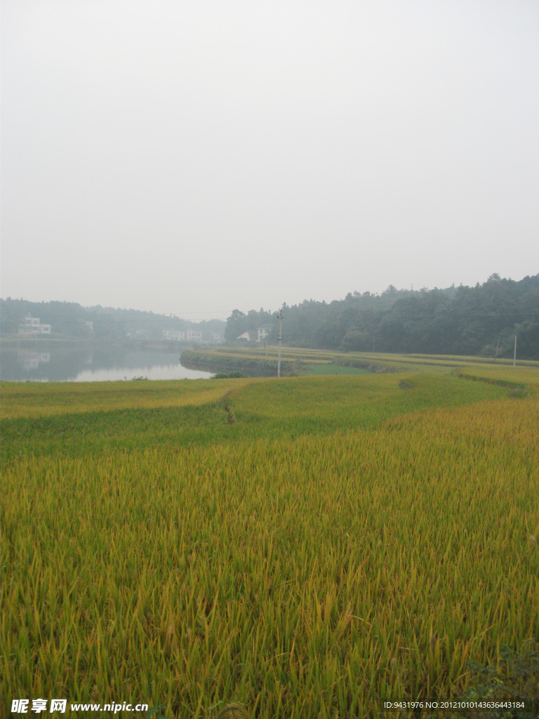 稻田