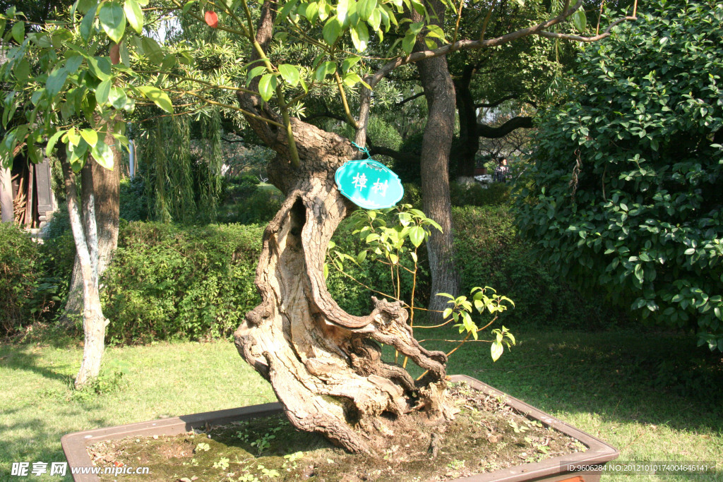 樟树