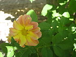 小花