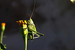 蝈蝈