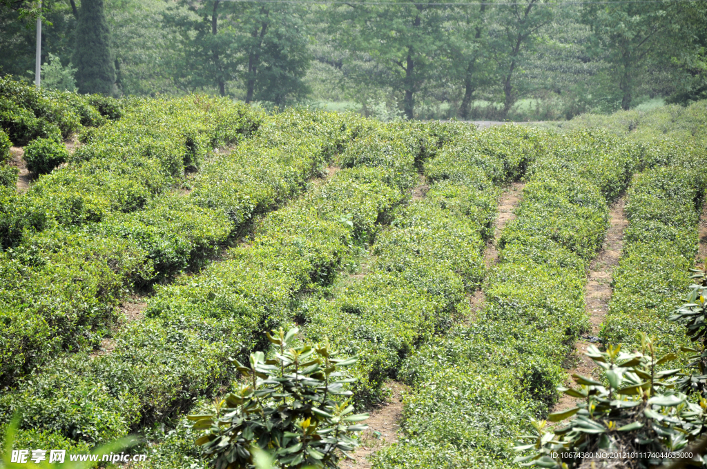 茶园景观
