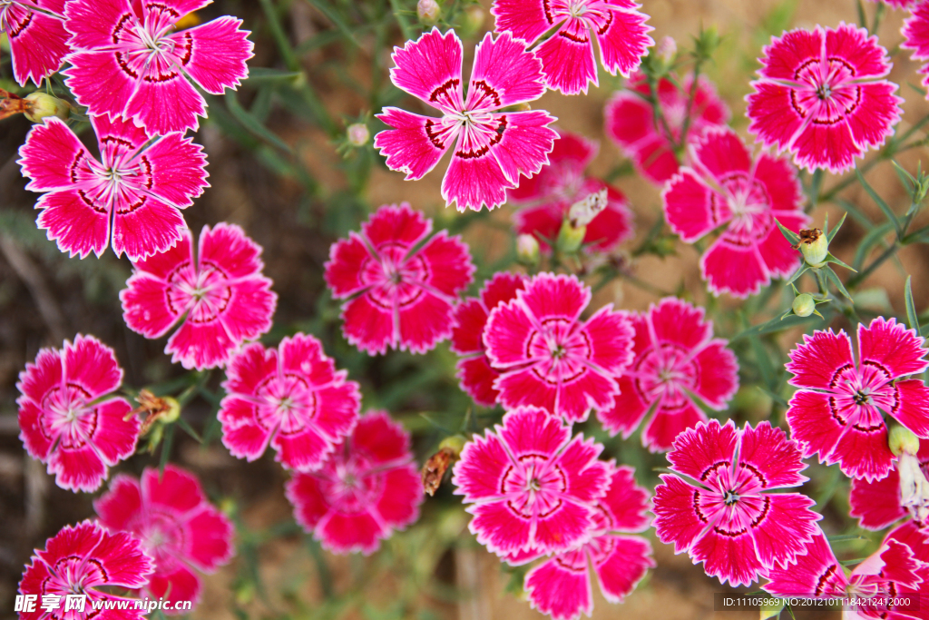 花海