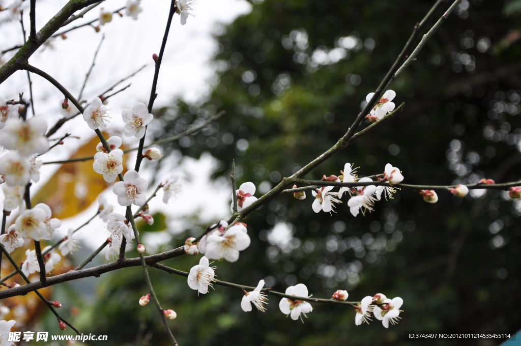 白梅花