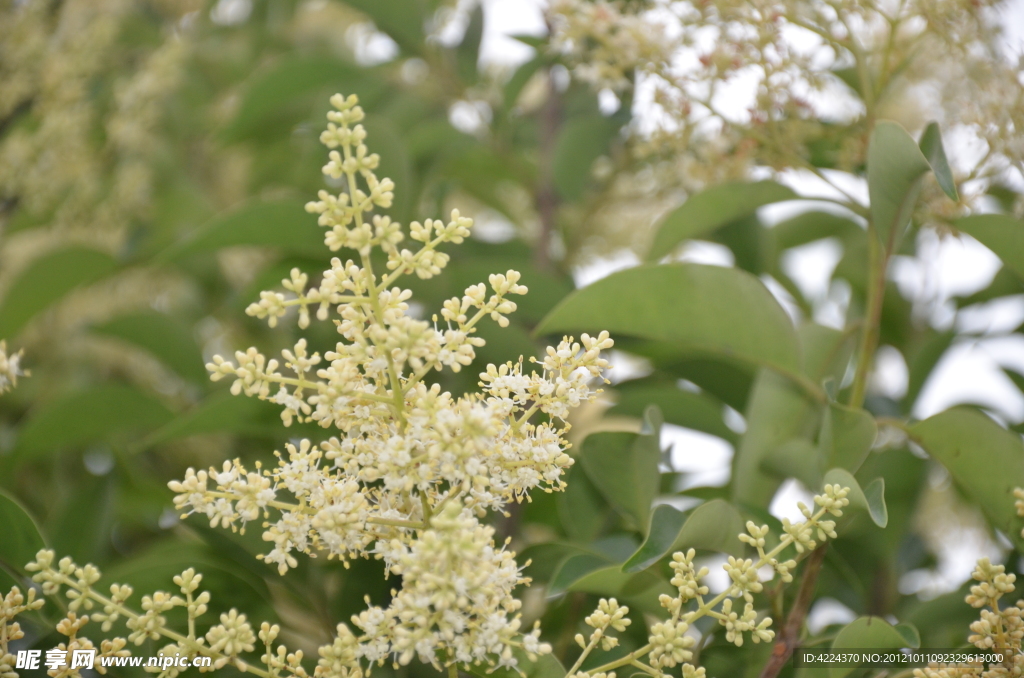 山指甲的花