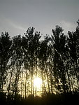 树林 日落