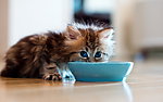 猫咪黛西