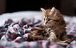 猫咪黛西