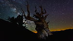 星空下的枯树