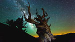星空下的枯树