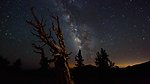 星空下的枯树