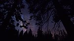 树林星空