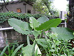 植被