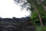 松树下的假山