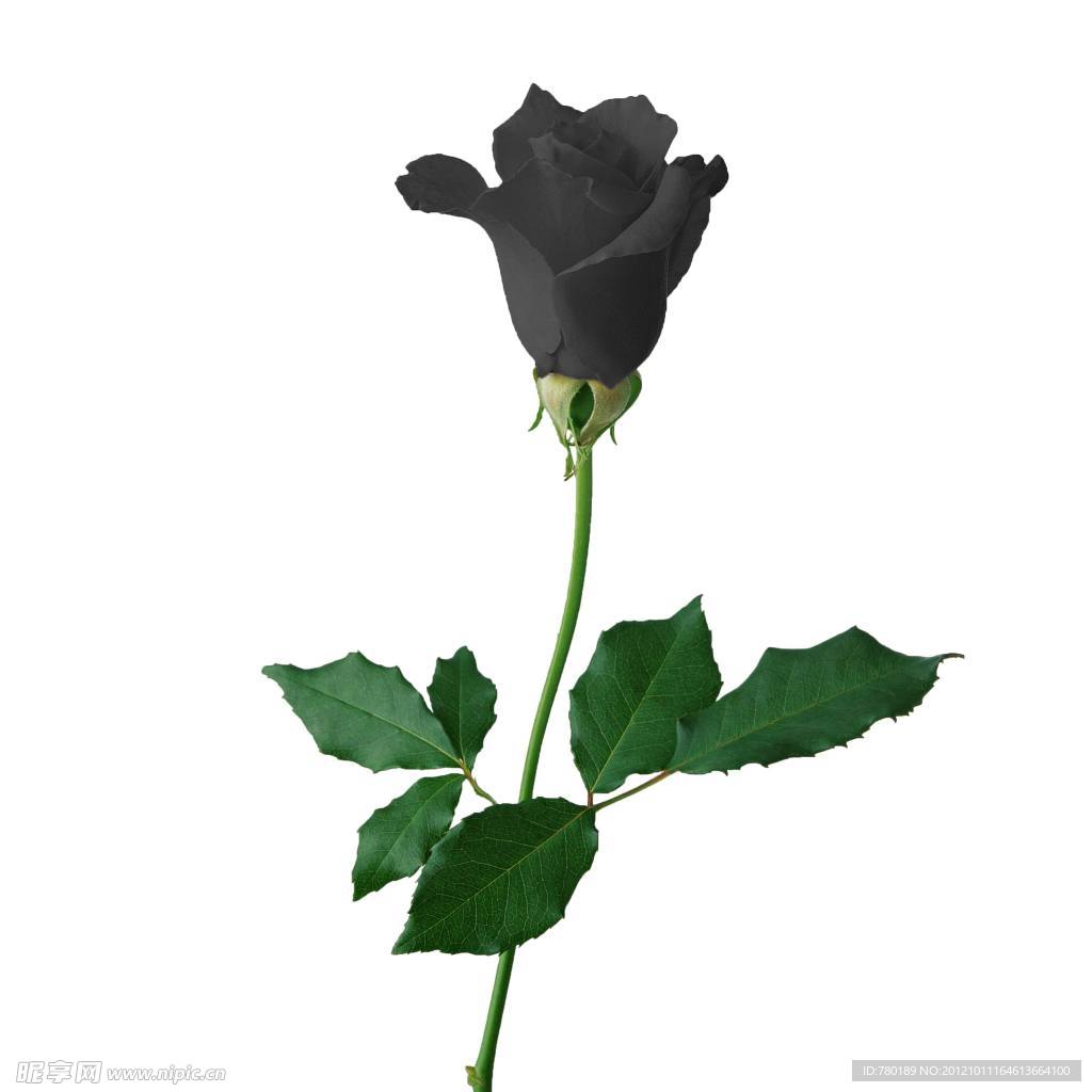 一支黑色玫瑰花