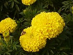 公园里的黄色小菊花