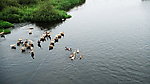 赵河水滨