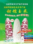 甜糯玉米