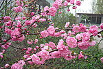 梅花