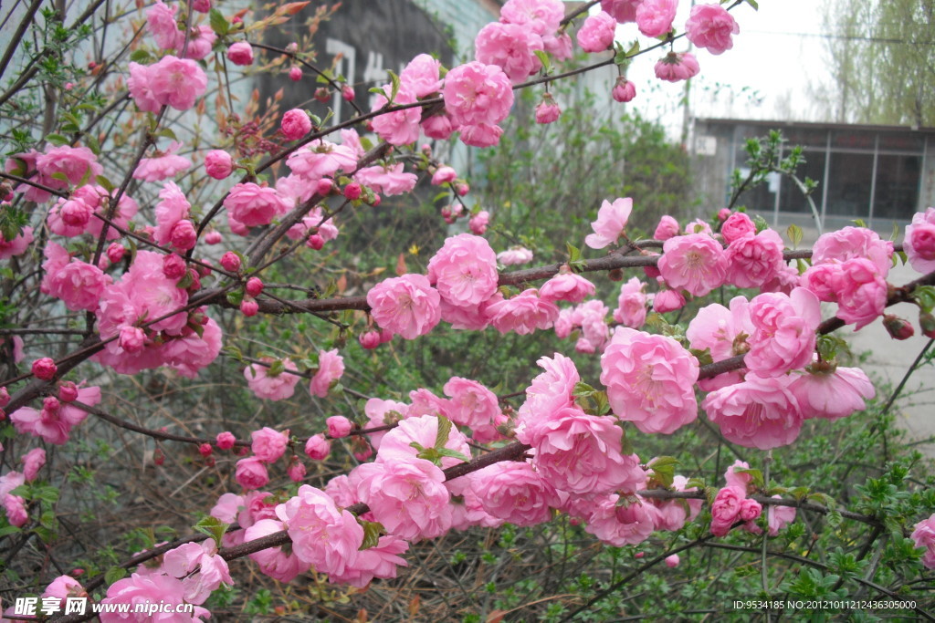 梅花