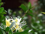 金银花