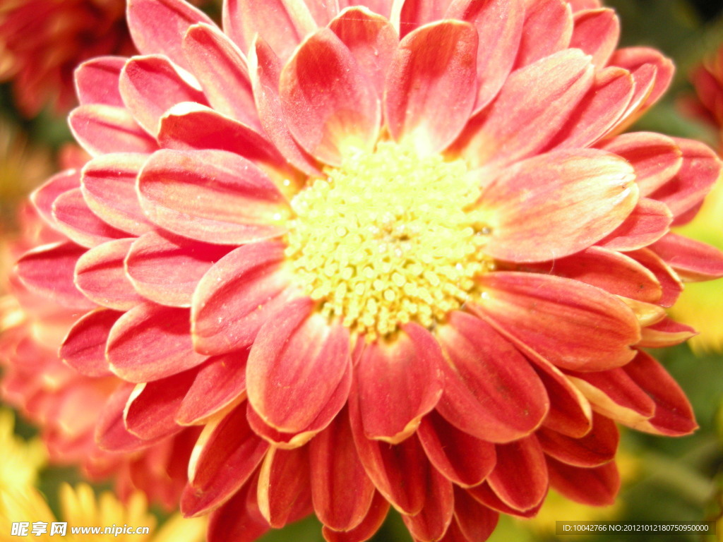 菊花