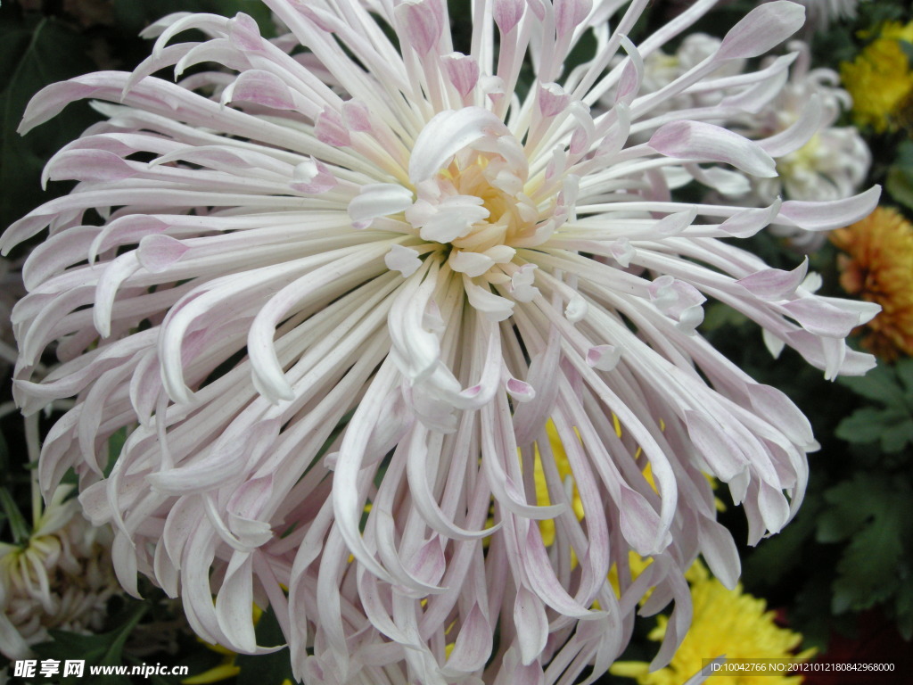 菊花