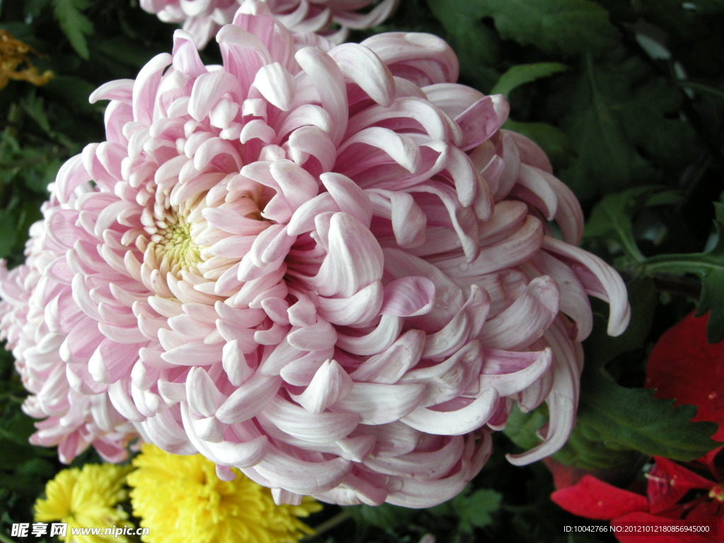 菊花