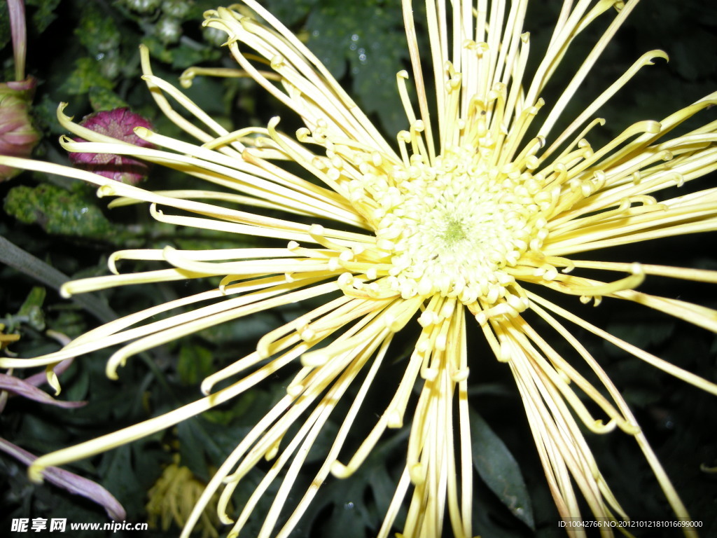 菊花