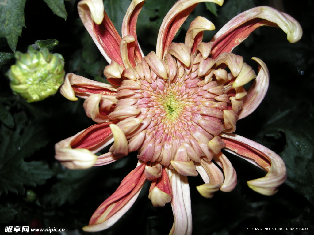 菊花