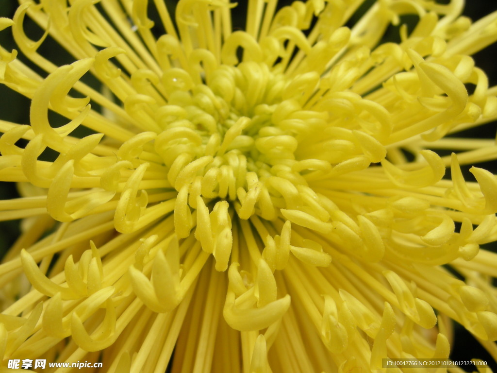 菊花