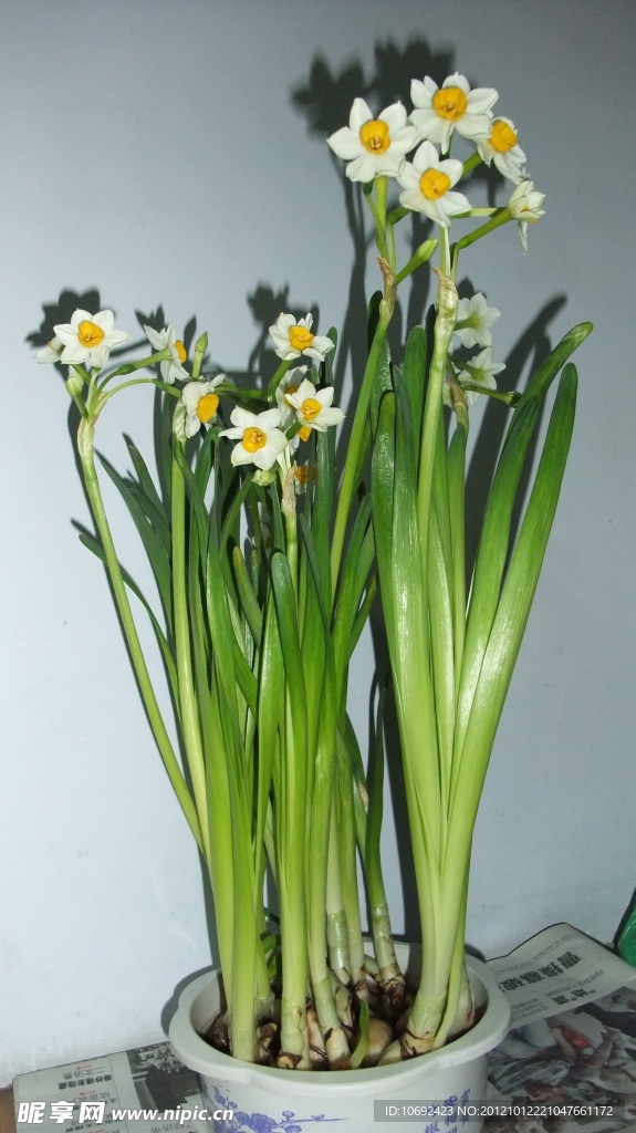 水仙花