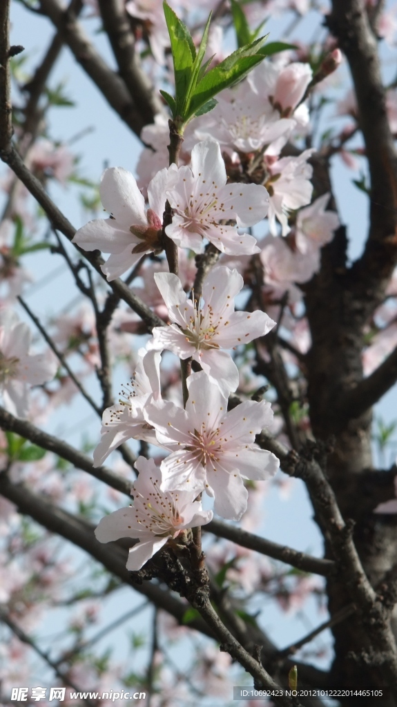 桃花