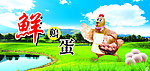 鸡蛋销售