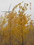 胡杨树林
