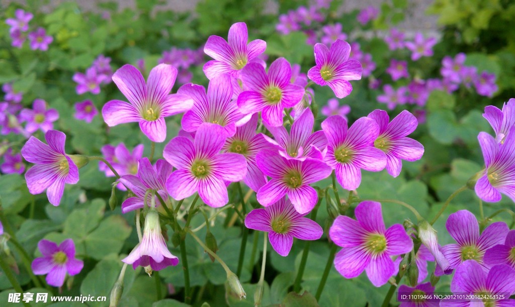 花卉