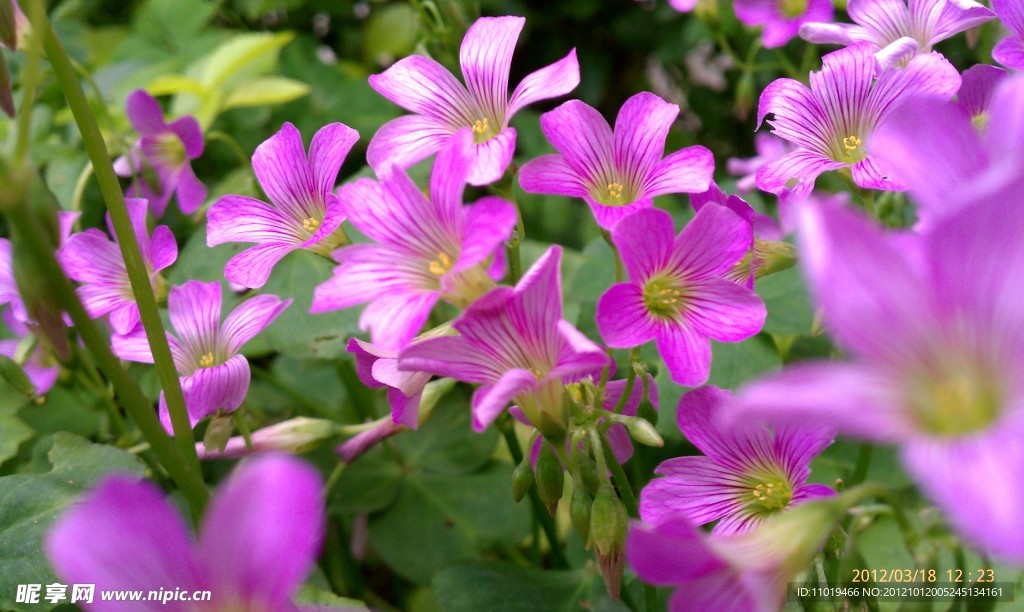 花卉
