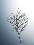 野花