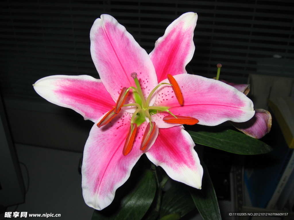 百合花