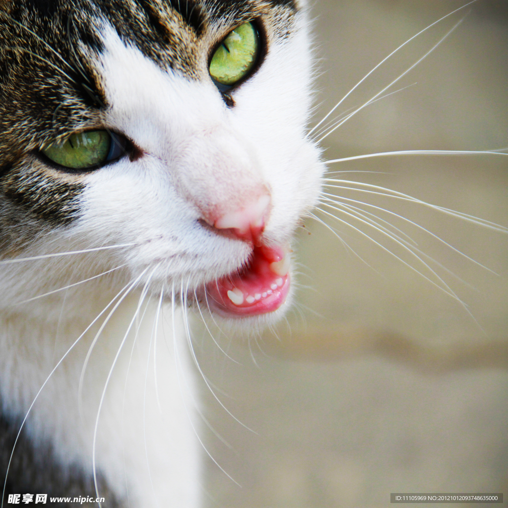 小猫