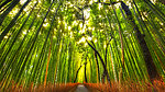 竹林小道