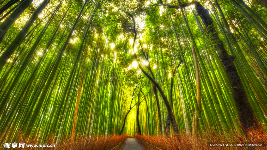竹林小道