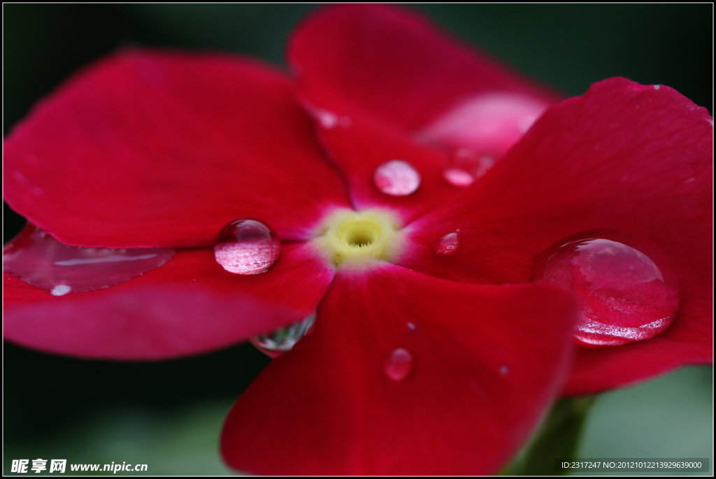 长春花