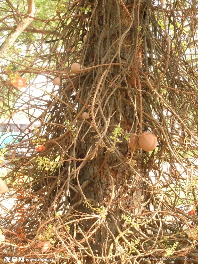 热带植物