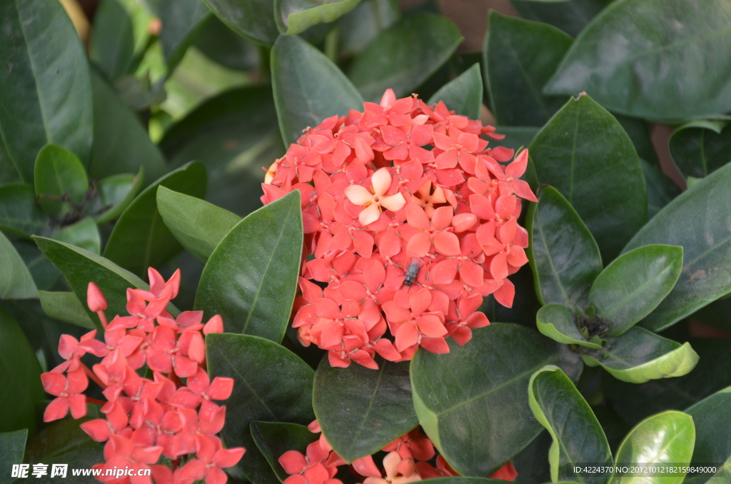 龙船花