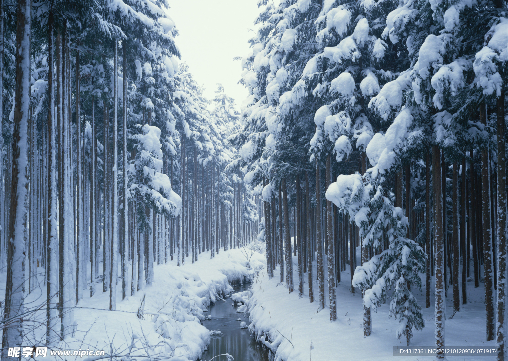 森林雪景