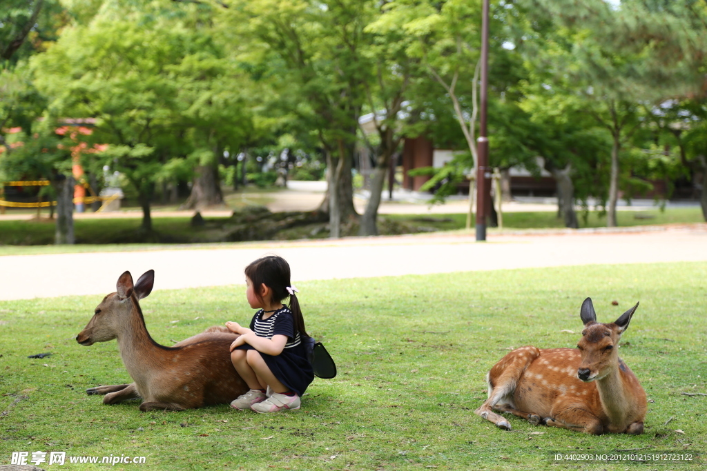 奈良公园小鹿