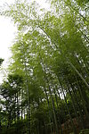 竹林