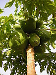 木瓜树